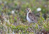 Lapland Longspurborder=